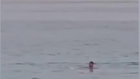 A man was killed by a shark while swimming off the coast of Egypt's Red Sea