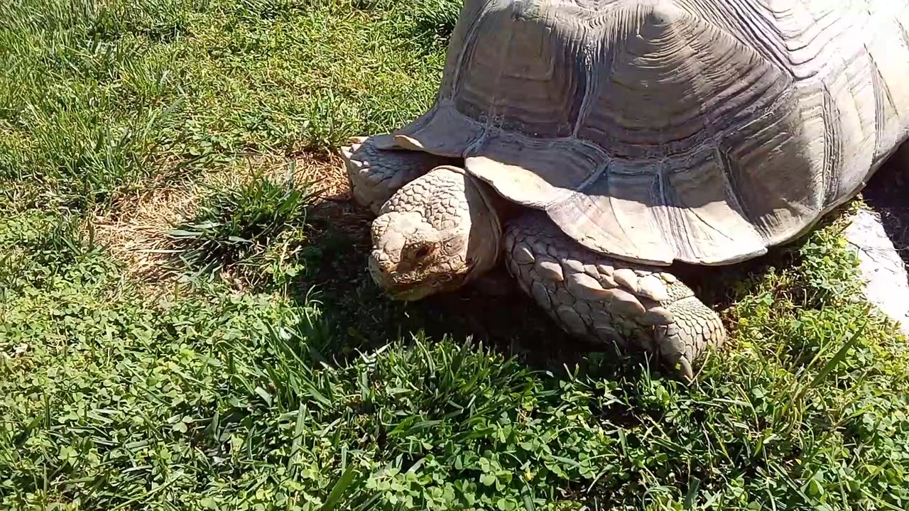 hungry turtle