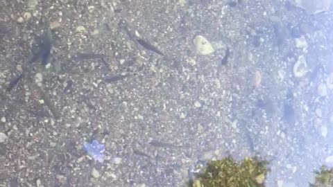fishes randomly wander in water throughout their lives