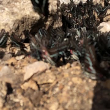 Magical Encounter with Hundreds butterflies 🦋