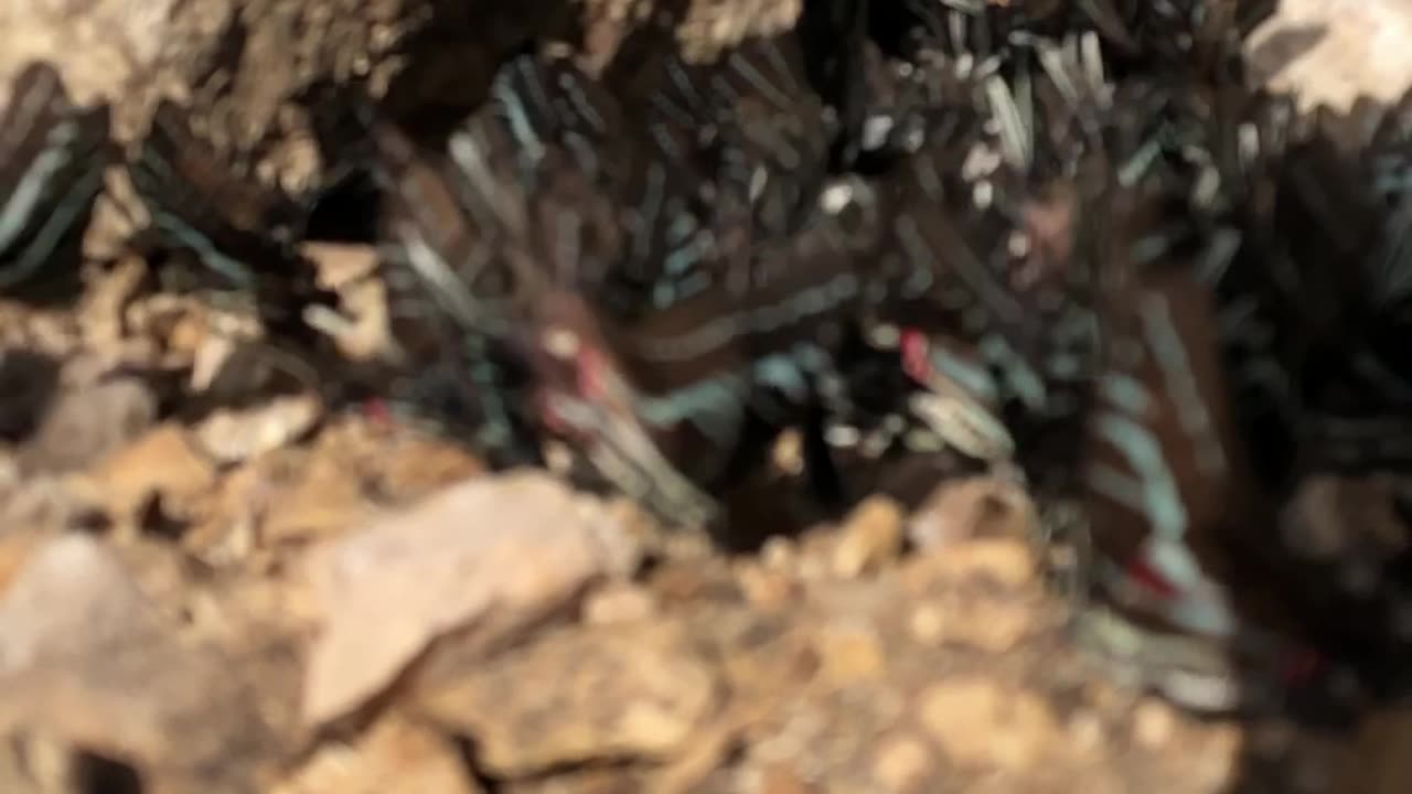 Magical Encounter with Hundreds butterflies 🦋