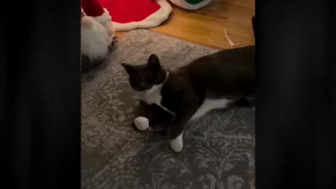 new funny cat and dog videos 2025 funniest-animals