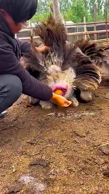 Elephant giving Eggs