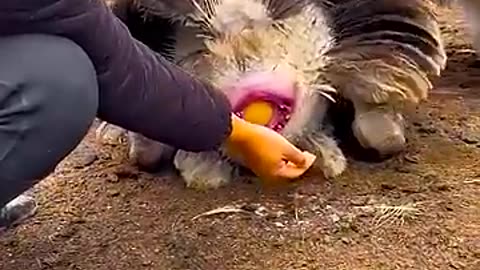 Elephant giving Eggs
