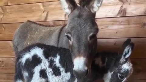 🐴 Mama Donkey and Her Adorable Newborn Baby! | FunFM