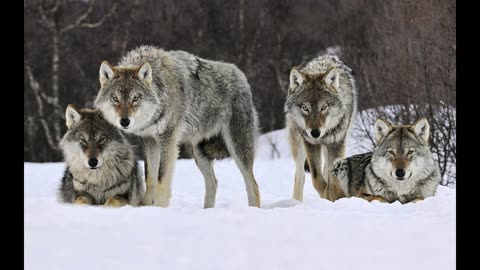 The Wolves Are Getting Hungry