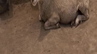 sheep