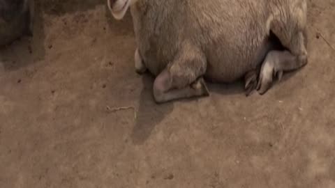 sheep