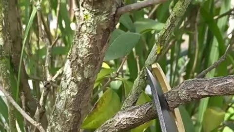 SK5 Steel Garden Pruning Shears | Easy Branch & Flower Cutting Tool