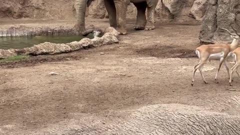 Elephant Saves Gazelle From Drowning