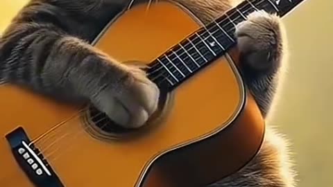 Gato Tocando Brasileirinho
