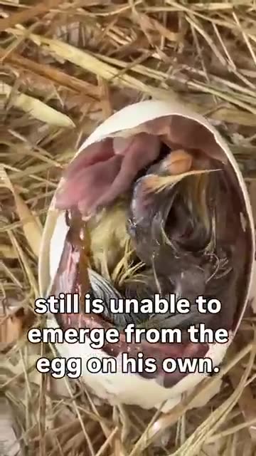 Title in discription box