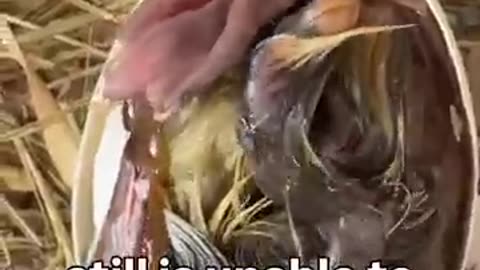 Title in discription box