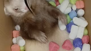 Ferret glitching! Happy 4th!