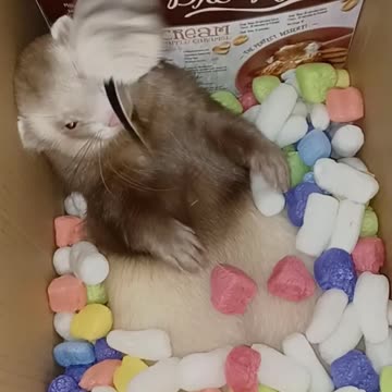 Ferret glitching! Happy 4th!