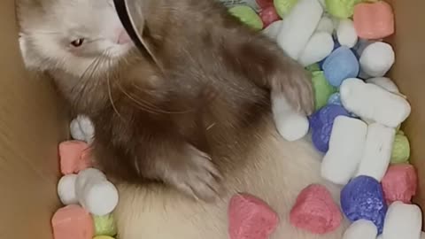 Ferret glitching! Happy 4th!