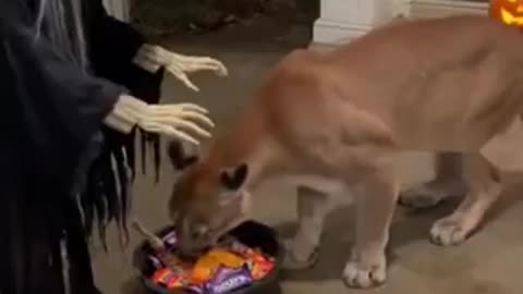 he just wanted a anack… then the witch screamed 😳🐾 | funny video | crazy clips