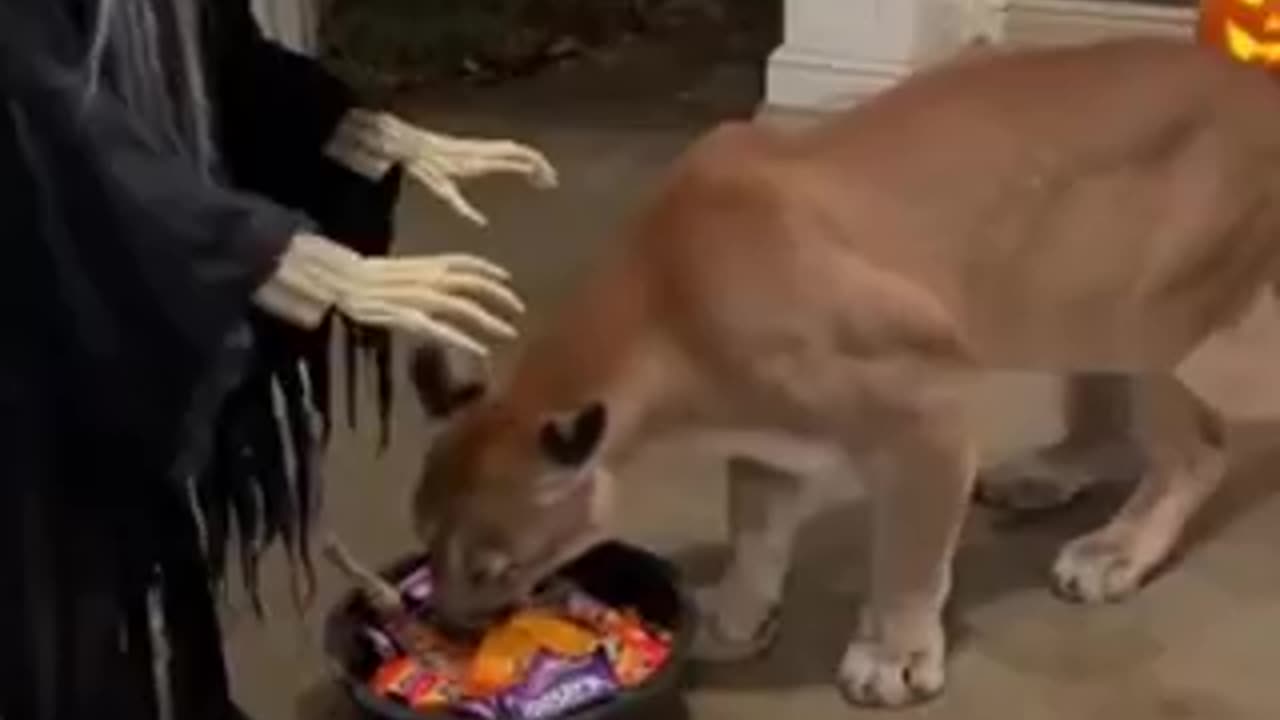 he just wanted a anack… then the witch screamed 😳🐾 | funny video | crazy clips
