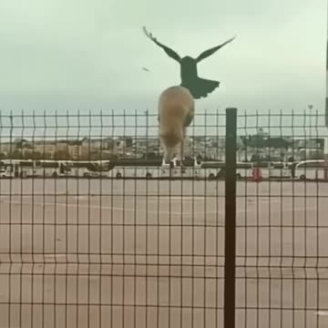 Cats and other animals🤣🤣