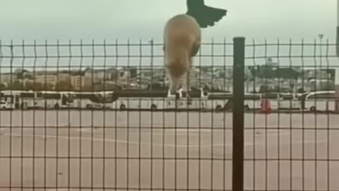 Cats and other animals🤣🤣