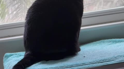 Cute Precious Piper Hooks Her Tail - My Adopted Shelter Cat Vlog #shorts