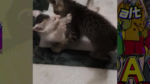 10th Kitten Vlogs Brother's 1st ever duel