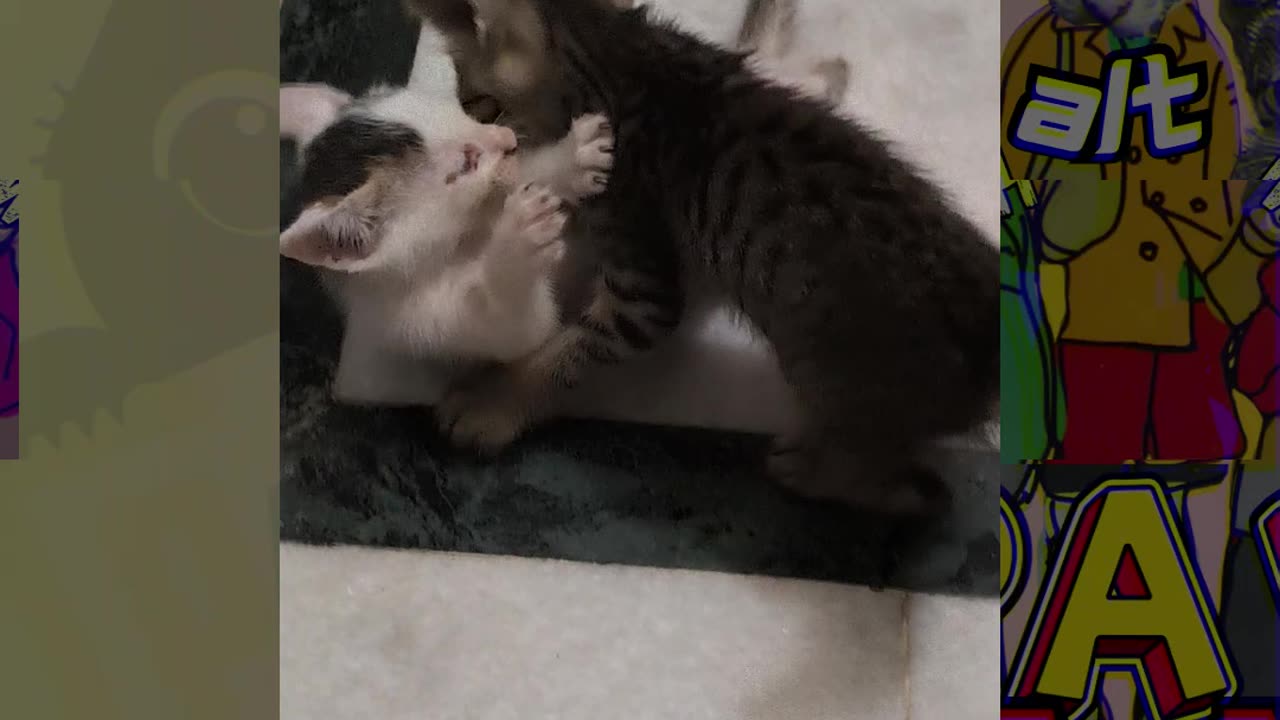 10th Kitten Vlogs Brother's 1st ever duel