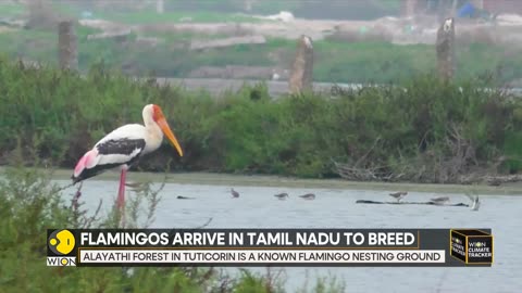 India: Large Flock Of Flamingos Arrive In Coastal Areas Of Tamil Nadu's Thoothukudi