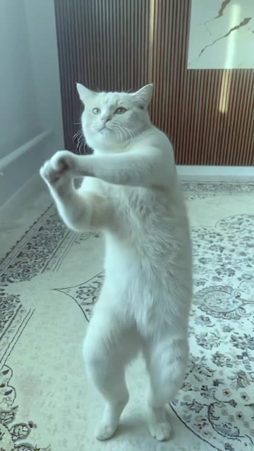 Wait, Is This Cat Even Real?! 🙀 Best Dance Ever! #Shorts #cat #usa #funny #dance