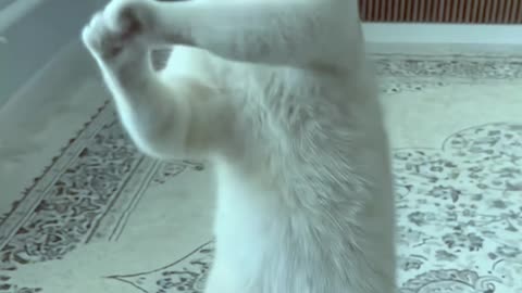 Wait, Is This Cat Even Real?! 🙀 Best Dance Ever! #Shorts #cat #usa #funny #dance
