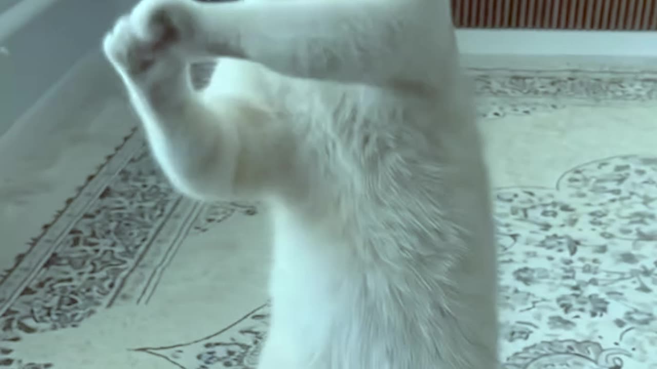 Wait, Is This Cat Even Real?! 🙀 Best Dance Ever! #Shorts #cat #usa #funny #dance