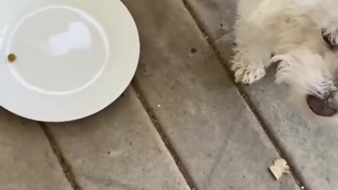 🤣🐶 Dog Diet Prank Gone Hilarious! | FunFM