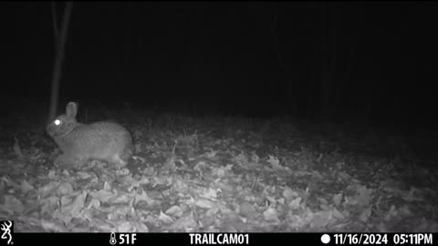 Michigan Trail Camera 2024 Wild Deer Playing Together