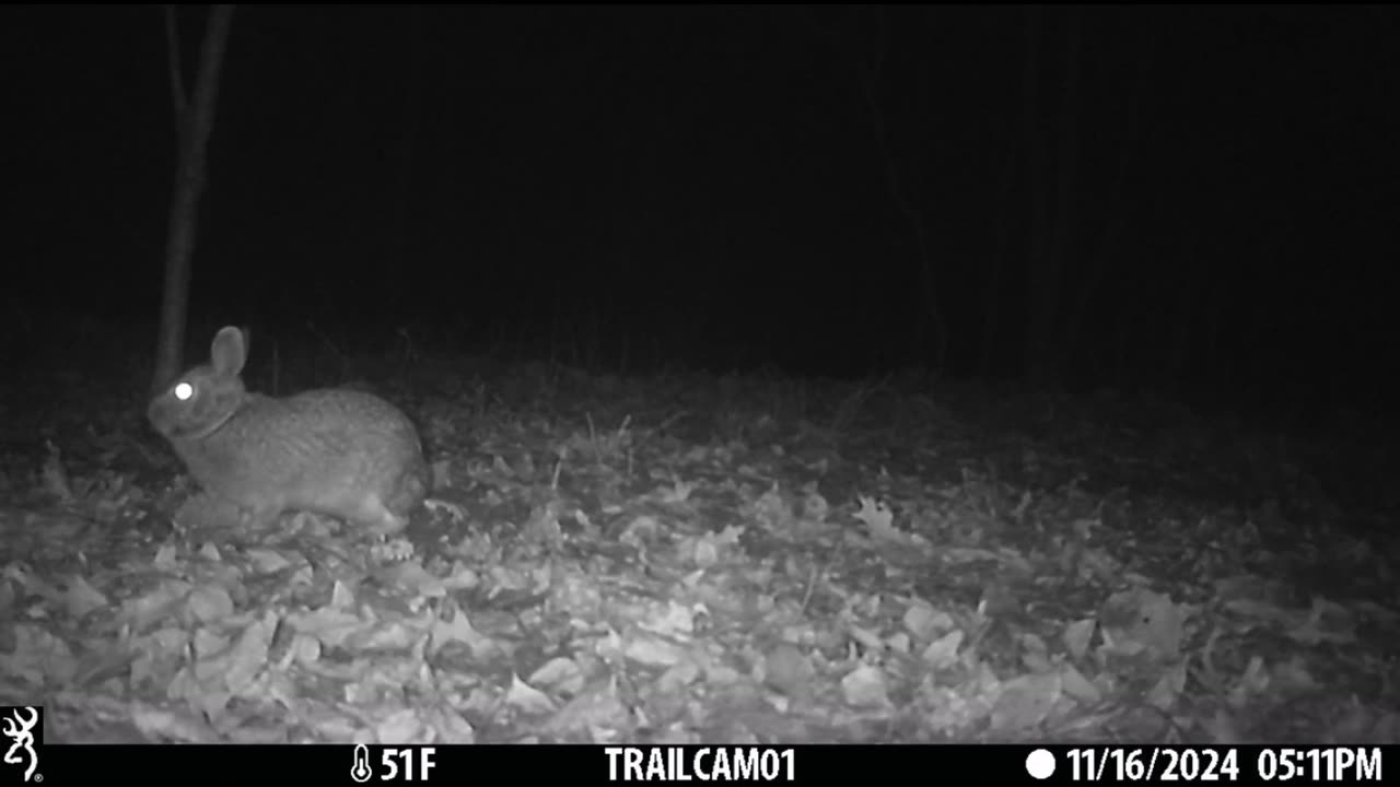 Michigan Trail Camera 2024 Wild Deer Playing Together