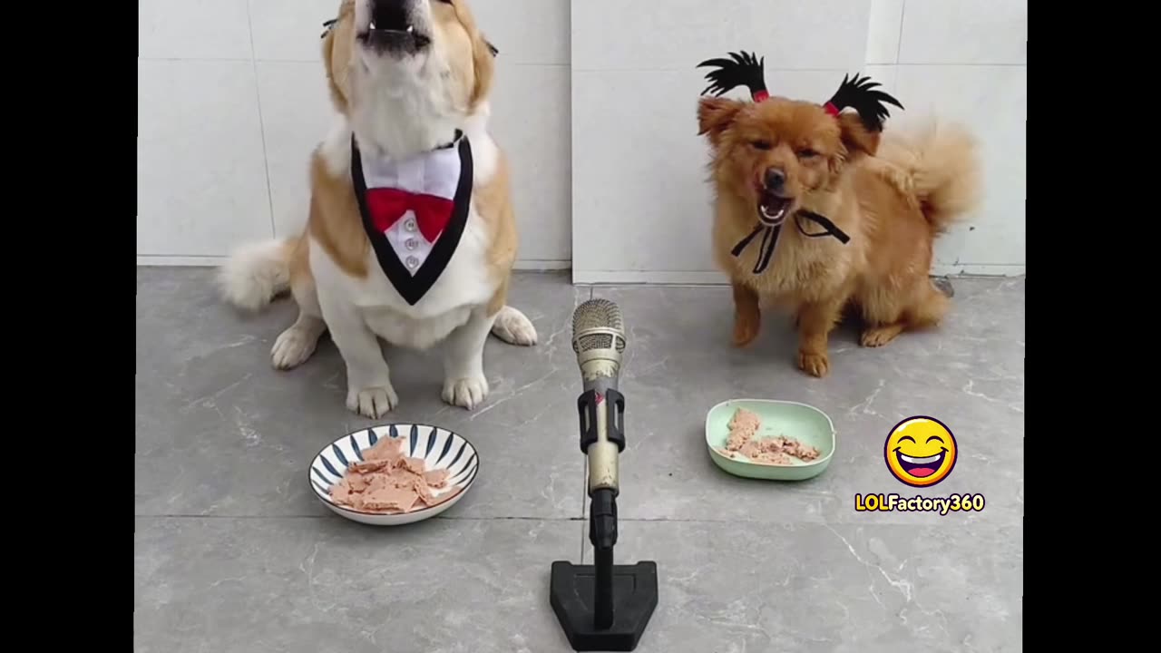 Funny Dog Sings in the Most Hilarious Way! You’ve Got to Hear This!🤣🤣
