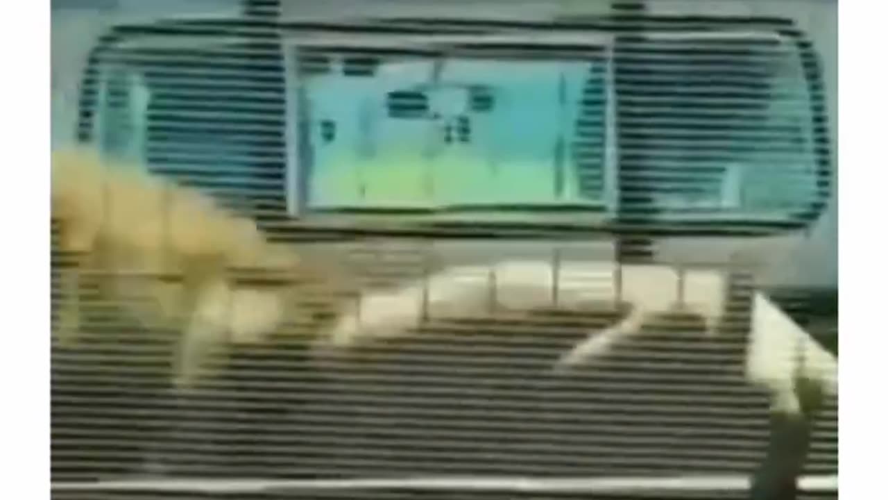 The dude get luck messing around with the king of the jungle