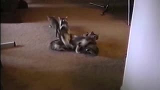 😂🍽️ It's Time to Eat! | FunFM