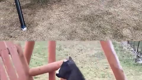 ME VS ANIMAL