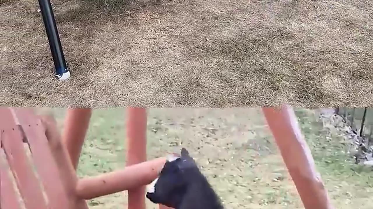 ME VS ANIMAL