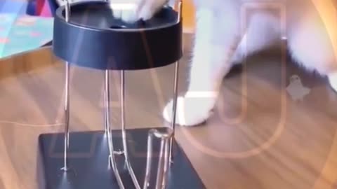 Funny video