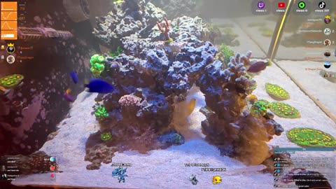 24/7 Real Live Reef Stream