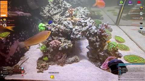 24/7 Real Live Reef Stream