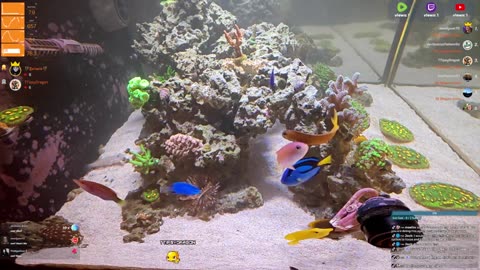 24/7 Real Live Reef Stream