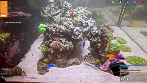 24/7 Real Live Reef Stream