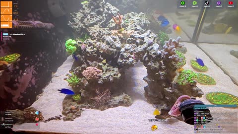 24/7 Real Live Reef Stream