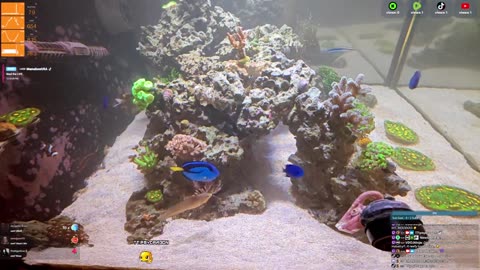 24/7 Real Live Reef Stream