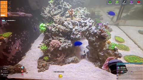24/7 Real Live Reef Stream