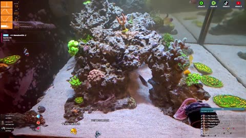 24/7 Real Live Reef Stream