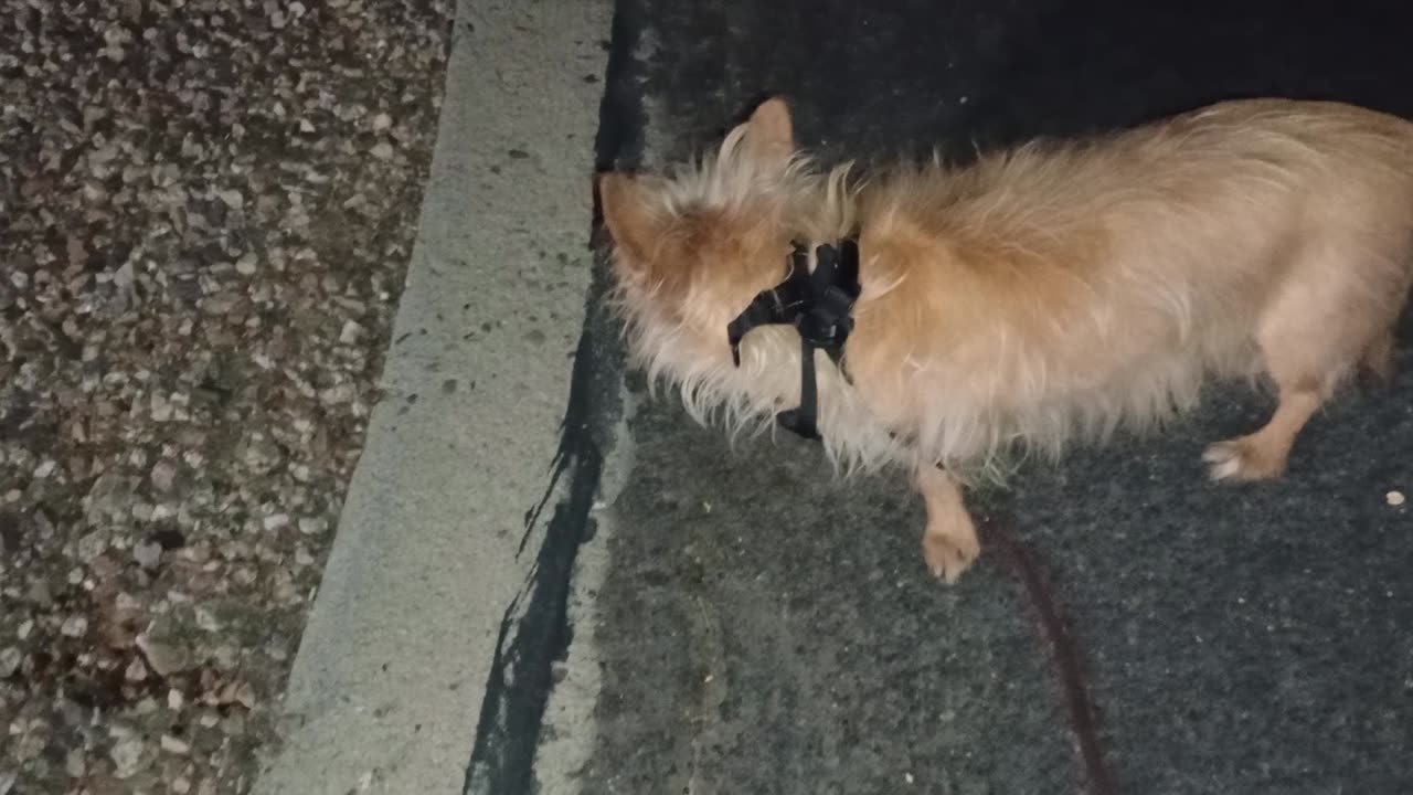 Kiko ChaCha should definitely tighten Kikos harness & always learning with doggie duos 184