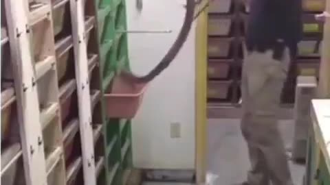 Feeding snakes in an Ophidiarium.